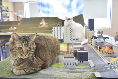 web15◎P説・保護猫とジオラマが楽しめる猫カフェが人気1