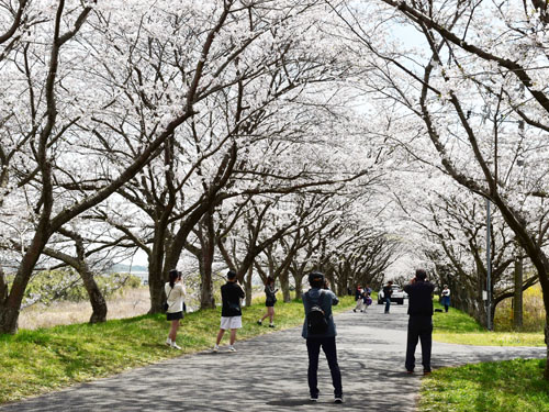 07web芸濃町の桜並木が見頃