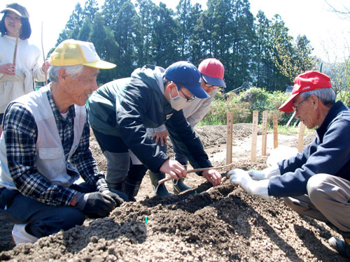 web加太小6年生自然薯植え付け