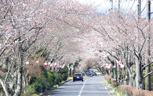 web08_kameyama_sakura1