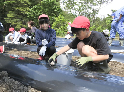 web09◎P説・特産「横輪いも」種芋植え付け体験 上野小児童