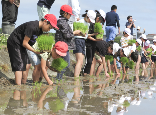 web10◎P説・伊勢市の小学生ら田植え体験