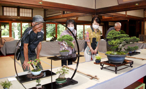 web08◎P説・重要文化財「地蔵院」で盆栽展示会