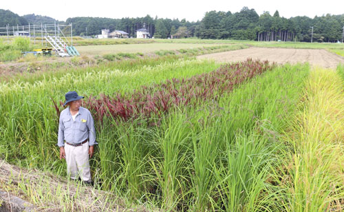 web09◎P説・ふるさと味工房アグリの田んぼで観賞用の古代米が見頃