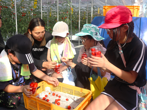 web10◎P説・いなほの郷児童クラブの4、5年生がトマト農園を見学