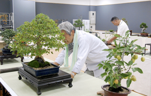 web08◎P説・丹精込めた盆栽、山野草展示