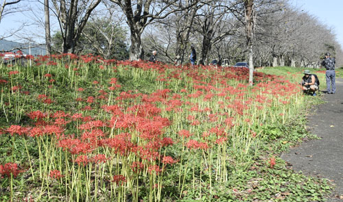 web09◎P説・芸濃町北神山のヒガンバナ 例年より十日ほど遅く見頃迎える