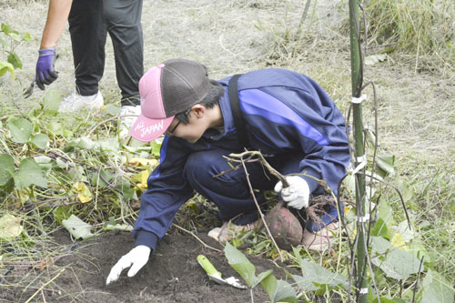 web10◎P説・サツマイモの収穫体験、輪内中