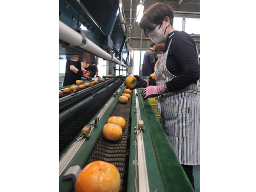 web10玉城町で次良柿の出荷が最盛期