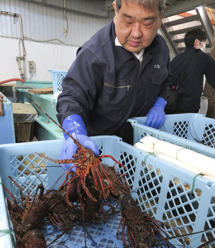 web07◎P説・贈答用伊勢エビの出荷始まる 珍海堂3