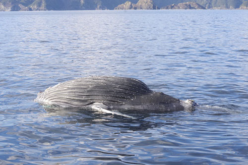 web15◎P説・尾鷲海保、クジラの死骸漂流への警戒呼びかけ