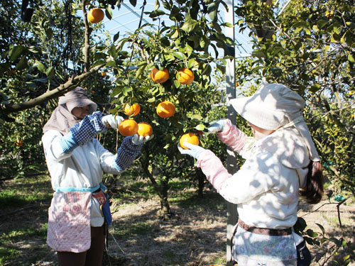 web10・はるぽん収穫、紀宝町井田
