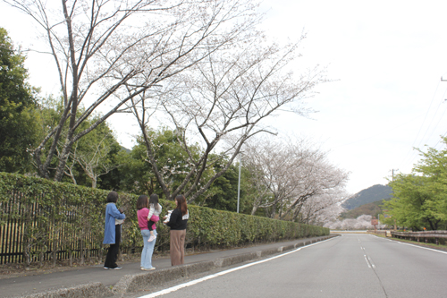 web07◎P説・ソメイヨシノ、権兵衛、紀北町