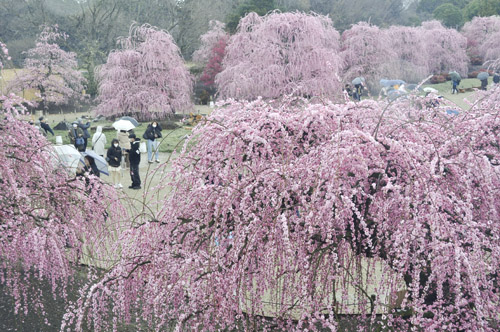 web08◎P説・鈴鹿市・鈴鹿の森庭園で梅の花が満開