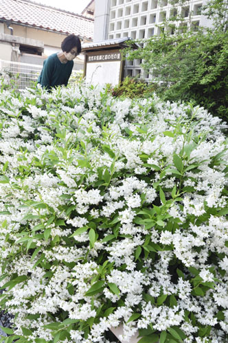 web08◎P説・鈴鹿市・佐佐木信綱記念館で卯の花が見ごろ