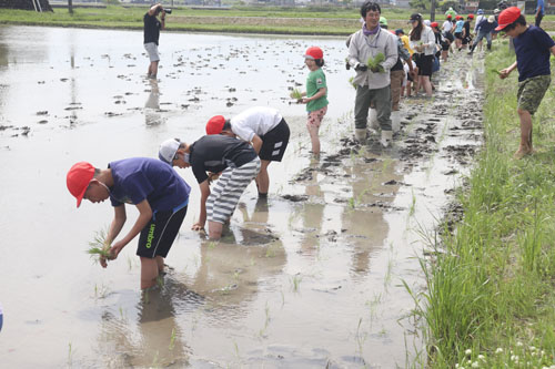 web08◎P説・桑名 小学校田植え
