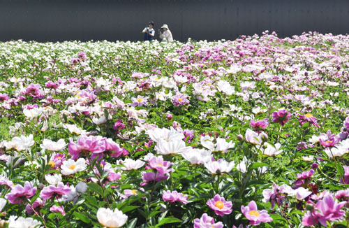 web08◎P説・鈴鹿市・長澤町でシャクヤクの花が見ごろ