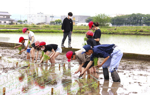web10◎P説・明野小児童らが田んぼアートの田植えを体験2