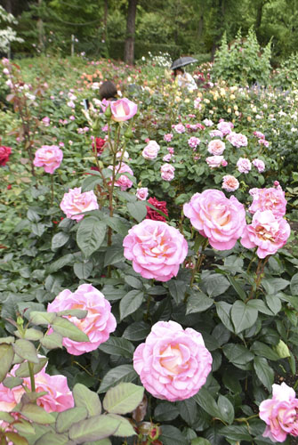 web09◎P説・「赤塚植物園レッドヒルヒーサーの森」ローズガーデンが見頃
