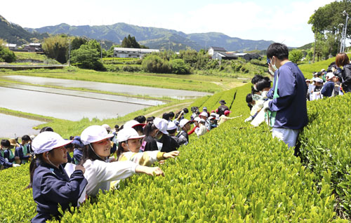 web09◎P説・度会町の小中高生が伊勢茶の茶摘みを体験