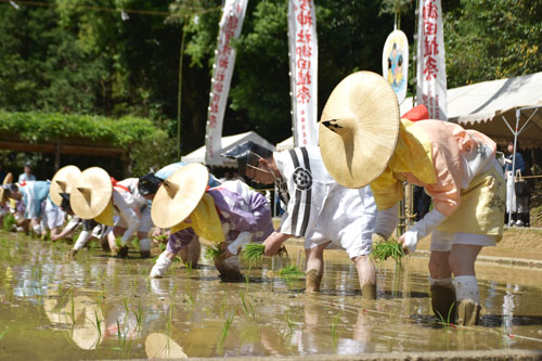 web01◎P説・猿田彦神社で兼務計民俗文化財の御田祭を開催